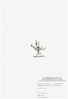 藏品(穗狀魚棲苔)的圖片